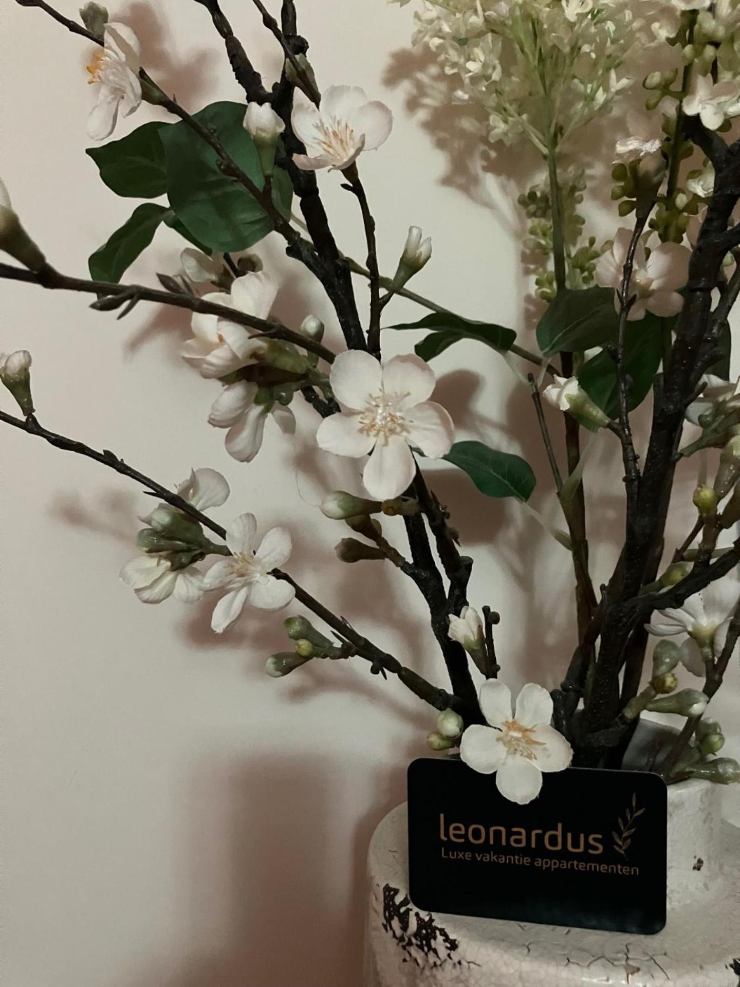 Leonardus